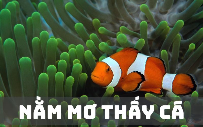 Nằm mơ thấy cá điềm gì? Con số may mắn về giấc mơ thấy cá 7 Giải mã “Mơ thấy cá điềm là tốt hay xấu?”