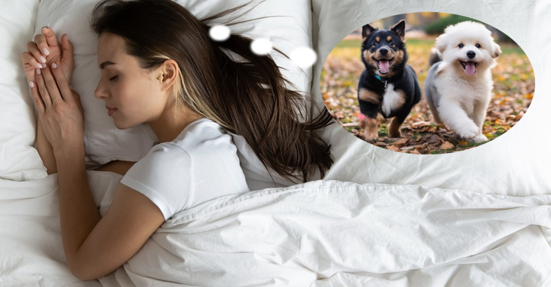 Nằm mơ thấy chó - Bí ẩn những điềm báo và con số may mắn 9 Giải mã giấc mơ thấy chó