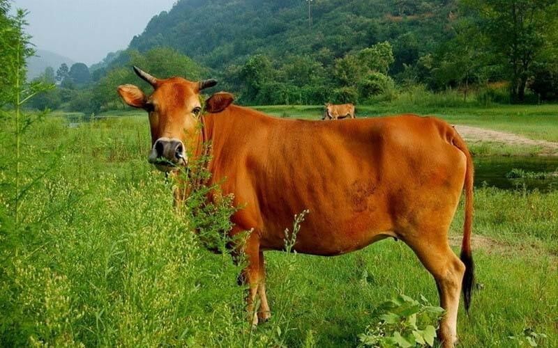 Mơ thấy bò đánh con gì? Bí ẩn điềm báo và con số thần kỳ 7 Mơ thấy bò ăn cỏ nên đánh con gì?