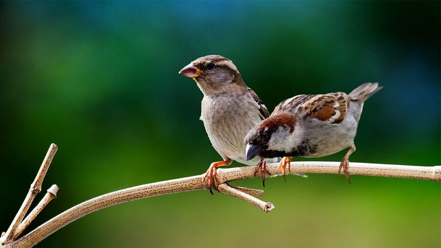 Mơ thấy chim sẻ đánh số mấy? Tìm hiểu các điềm báo ẩn chứa 7 Tìm hiểu mơ thấy chim sẻ đánh số mấy và điềm báo chi tiết